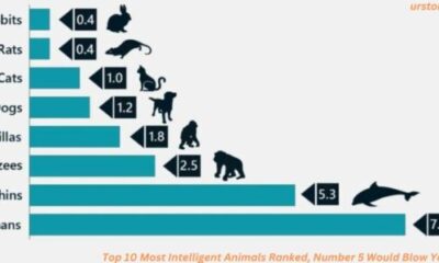 Top 10 Most Intelligent Animals Ranked, Number 5 Would Blow Your Mind